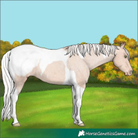 Horse Color:Silver Amber Champagne Tobiano Appaloosa 