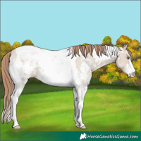 Horse Color:Classic Champagne Dun Sabino Tobiano Appaloosa 