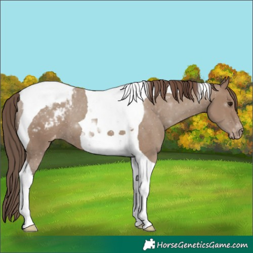 Horse Color:Classic Champagne Tobiano Appaloosa 