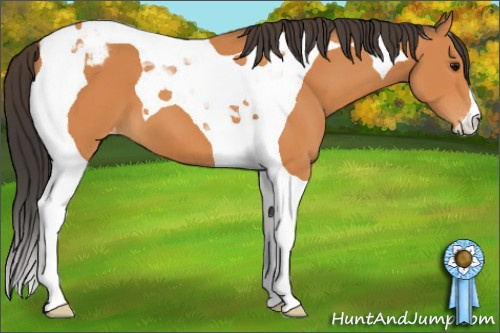 Horse Color:Bay Tobiano Appaloosa 