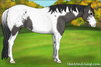 Horse Color:Black Sabino Tobiano Appaloosa 