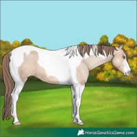 Horse Color:Amber Champagne Tobiano Appaloosa 