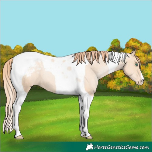 Horse Color:Classic Champagne Pearl Tobiano Varnish 