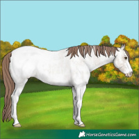 Horse Color:Classic Champagne Ice Roan Sabino Appaloosa