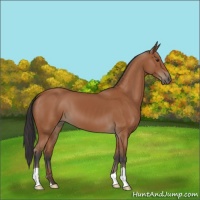 Horse Color:Bay 