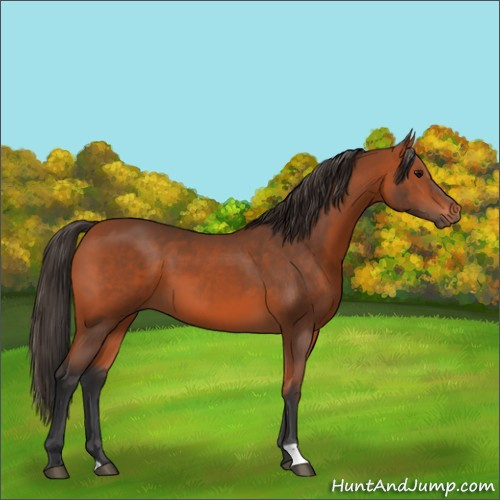 Horse Color:Bay 