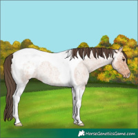 Horse Color:Bay Ice Roan Tobiano Appaloosa 