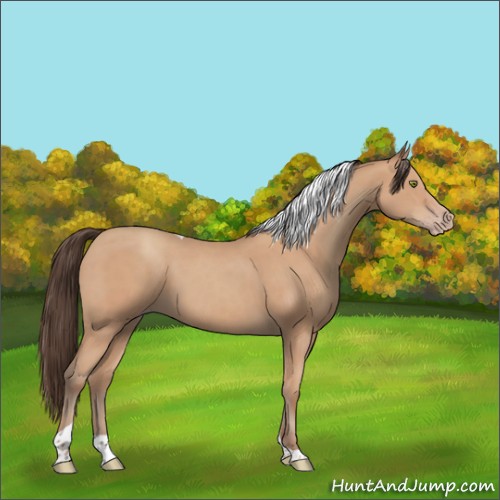 Horse Color:Amber Champagne Tobiano 