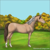 Horse Color:Amber Champagne Tobiano 