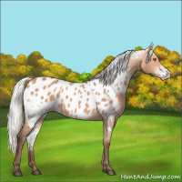 Horse Color:White Spotted Silver Bay Dun Appaloosa Rabicano