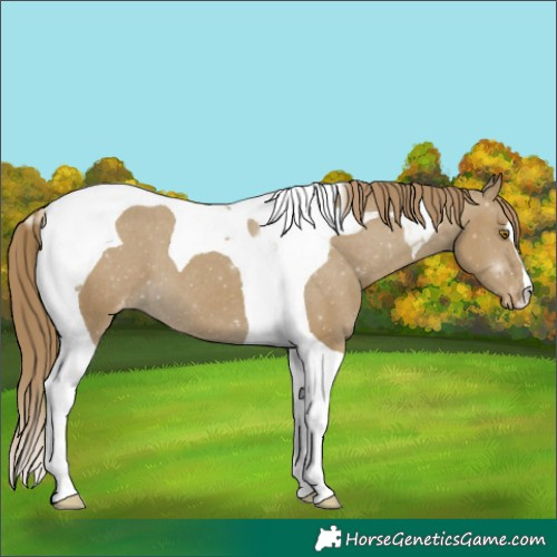 Horse Color:Classic Cream Champagne Tobiano Appaloosa 