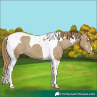 Horse Color:Classic Cream Champagne Tobiano Appaloosa 