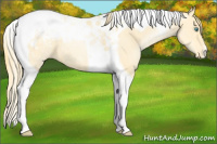 Horse Color:Buckskin Pearl Tobiano Appaloosa