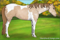 Horse Color:Black Pearl Tobiano Appaloosa 