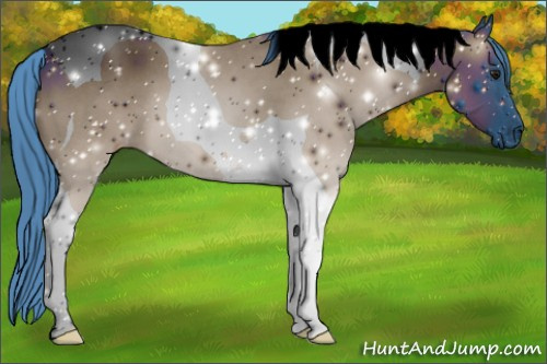 Horse Color:ERROR: UNKNOWN ANOMALY