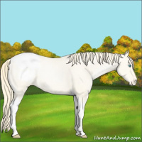 Horse Color:Classic Cream Champagne Pearl Tobiano Varnish 