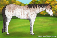 Horse Color:White Spotted Bay Roan Splash and White Spotted Bay Roan Splash