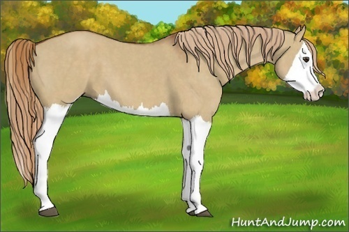 Horse Color:Red Dun Splash Brindle