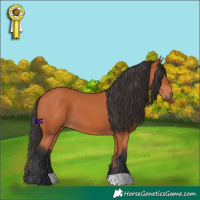 Horse Color:Bay 