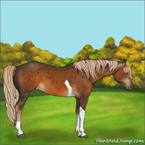Horse Color:Gray Chocolate Palomino Tobiano