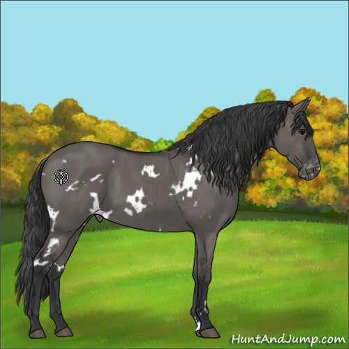 Horse Color:White Spotted Grullo Appaloosa 