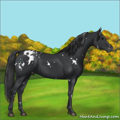 Horse Color:White Spotted Black Appaloosa 