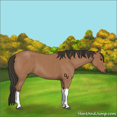Horse Color:Bay Roan 