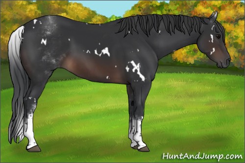Horse Color:White Spotted Brown 
