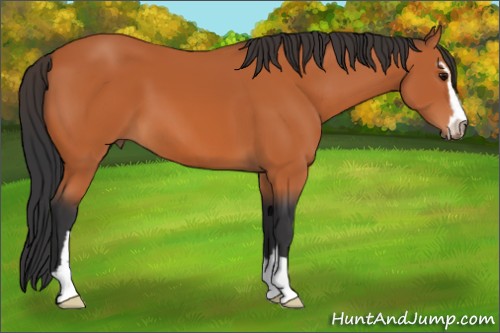 Horse Color:Bay Sabino 