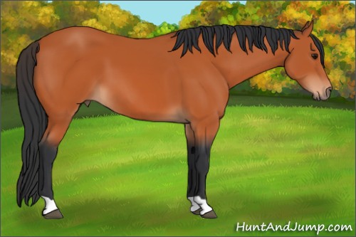 Horse Color:Bay 