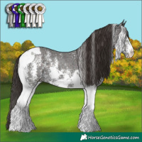 Horse Color:Liver Chestnut Sabino Tobiano 