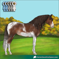 Horse Color:Liver Chestnut Tobiano Frame 