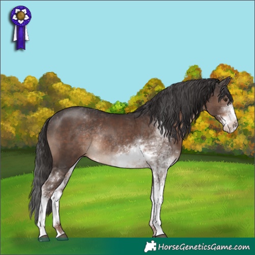 Horse Color:Liver Chestnut Sabino Rabicano 