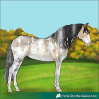 Horse Color:White Spotted Buckskin Dun Sabino 