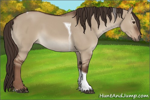 Horse Color:Liver Red Dun Tobiano 