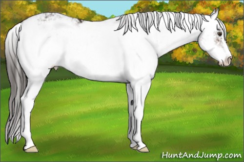 Horse Color:Liver Chestnut Sabino 
