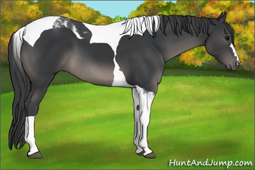 Horse Color:Black Tobiano 