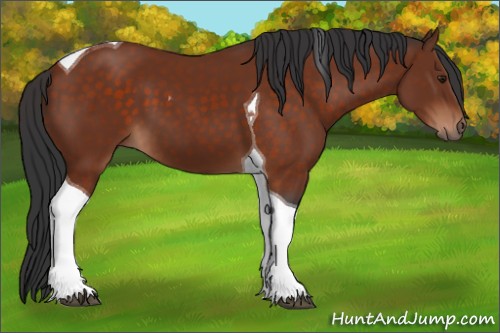 Horse Color:Brown Tobiano 
