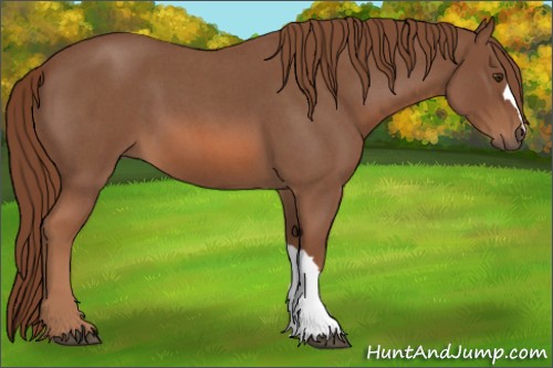 Horse Color:Red Roan 