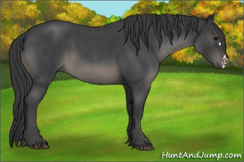 Horse Color:Blue Roan 