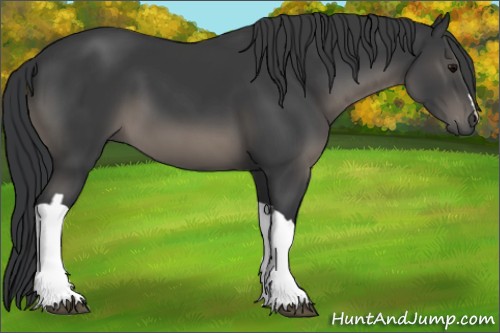 Horse Color:Black 