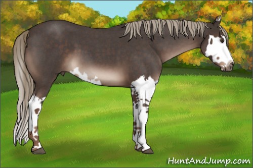 Horse Color:Liver Red Roan Splash 