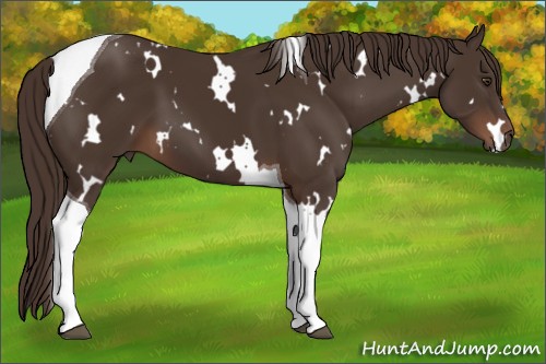 Horse Color:White Spotted Liver Chestnut Tobiano 