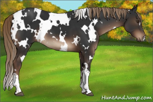 Horse Color:White Spotted Liver Chestnut 