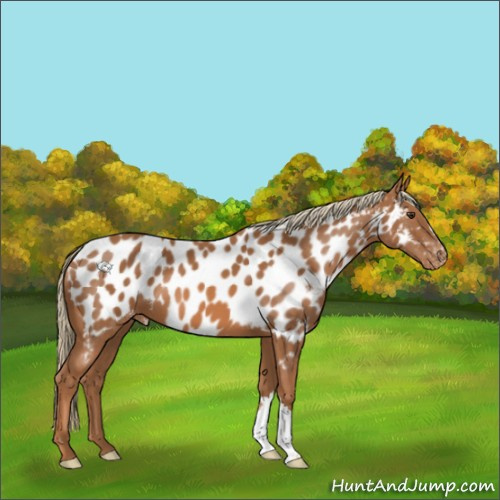 Horse Color:Chestnut Appaloosa 