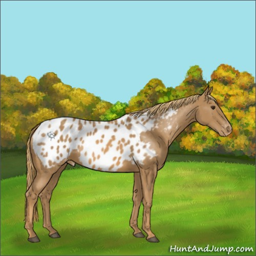 Horse Color:Chestnut Appaloosa 