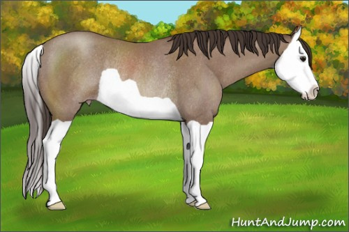 Horse Color:Classic Champagne Splash Rabicano 