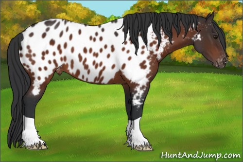 Horse Color:Brown Appaloosa 