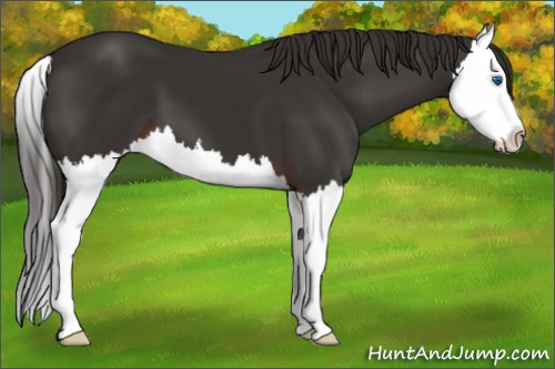 Horse Color:Liver Chestnut Splash 