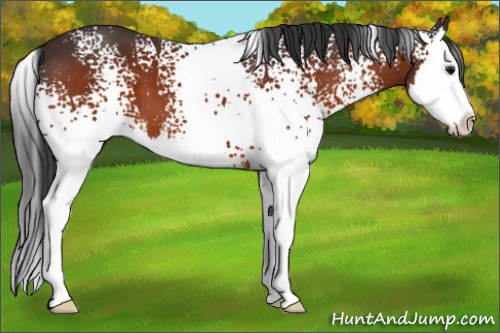 Horse Color:White Spotted Bay Splash 